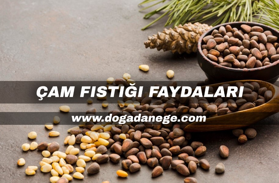 çam fıstığı faydaları 2024